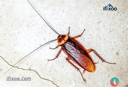 شركة مكافحة الصراصير بمكه