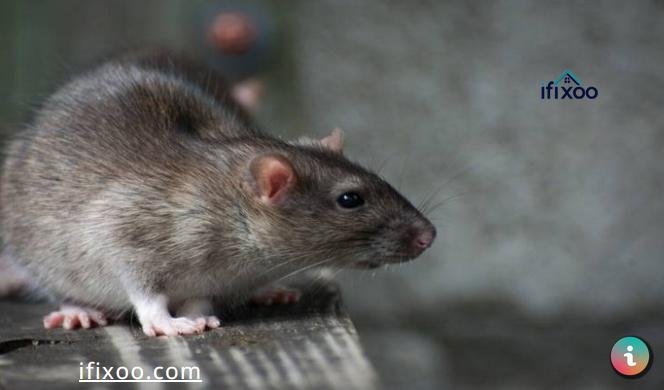 مكافحة الفئران والقوارض