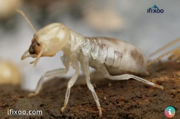 مكافحة النمل الابيض بمكه