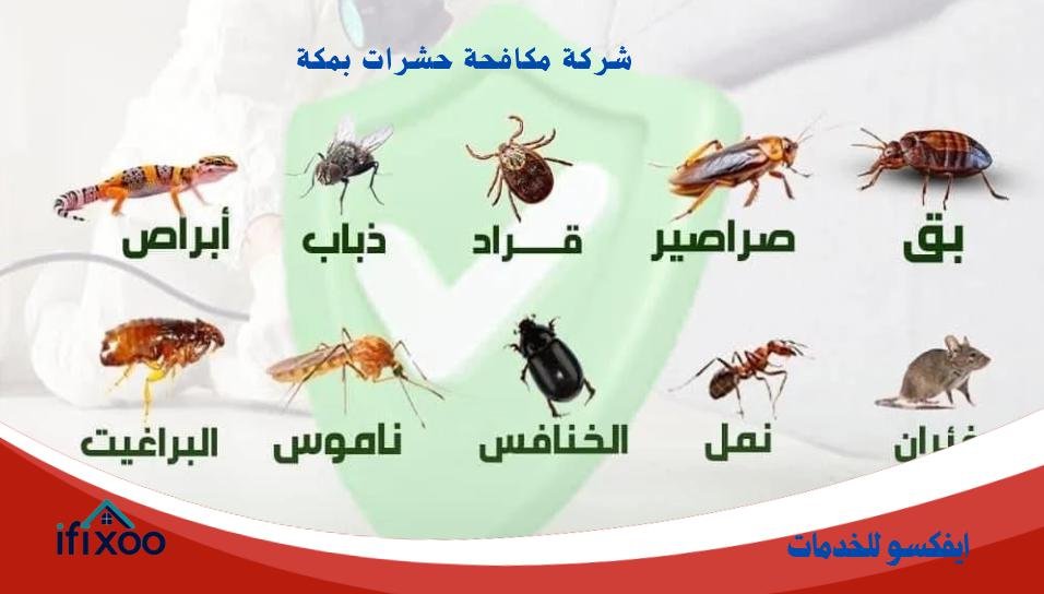 مكافحة حشرات مكة